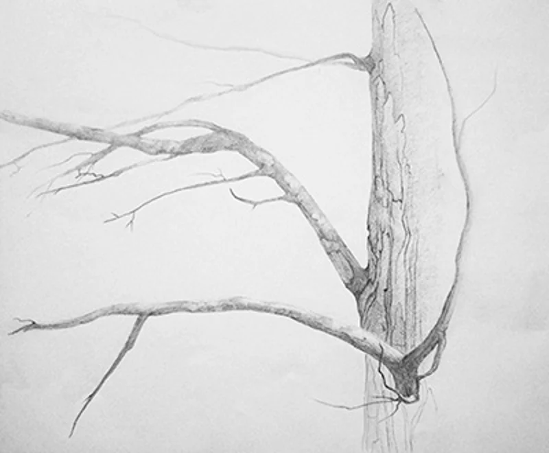 Detailed pencil study of tree trunk and bare branches